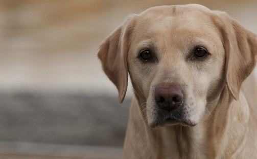 Labrador