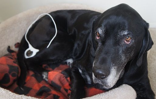 Assisi Loop and managing pain in dogs