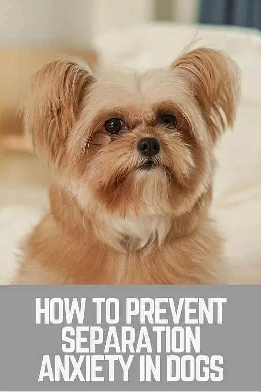 How to prevent separation anxiety in dogs