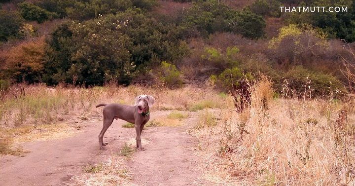 Remy the weimaraner