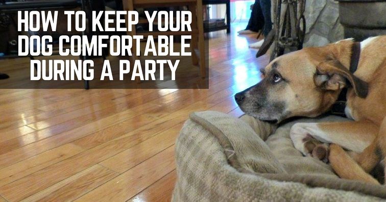 How to keep your Make your dog comfortable during a party