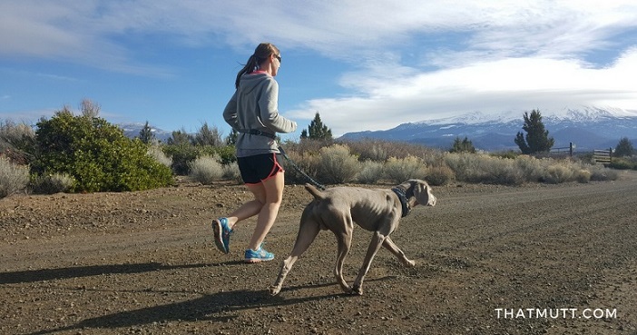 Training for an ultra marathon with your dog