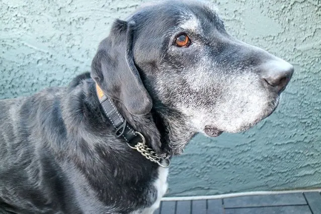 Ace in his Mighty Paw martingale collar