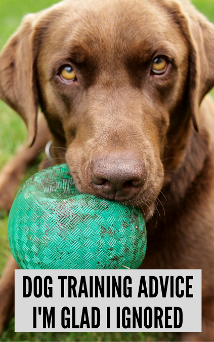 Dog training advice I'm glad I ignored