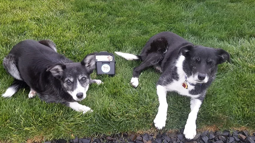 The PooVault for multiple dogs