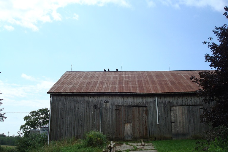 Turkey Vultures