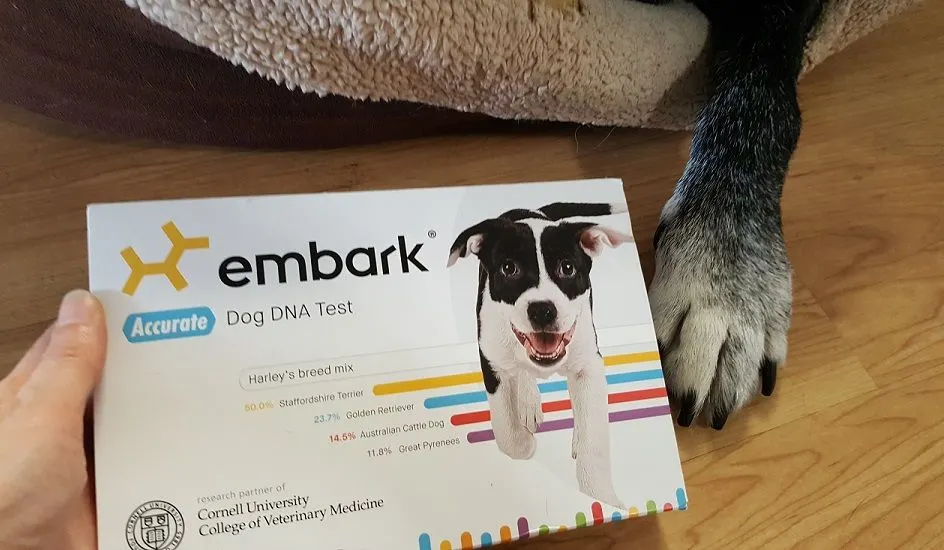 Embark mixed breed dog DNA test