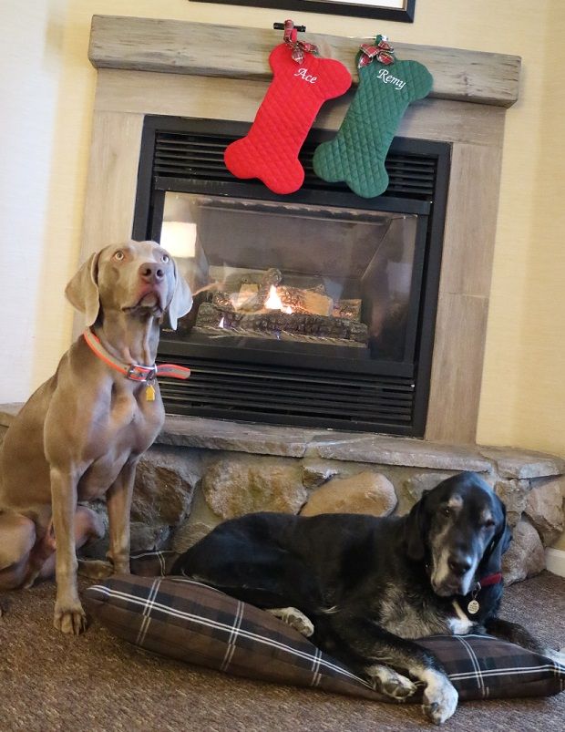 Dogs with their personalized dog Christmas stockings