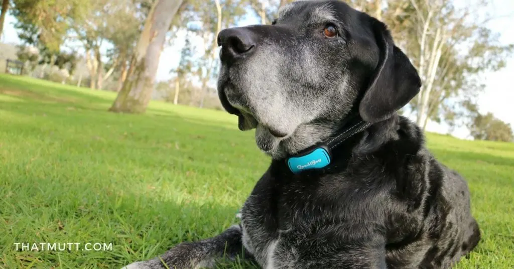 GoodBoy Bark Collar review - my lab mix Ace