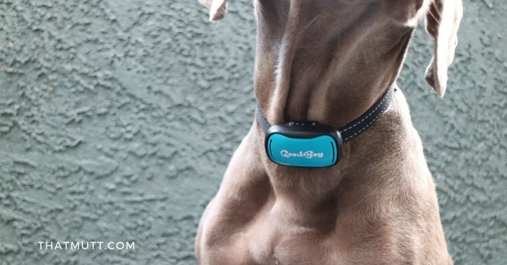 Goodboy Bark Collar Review