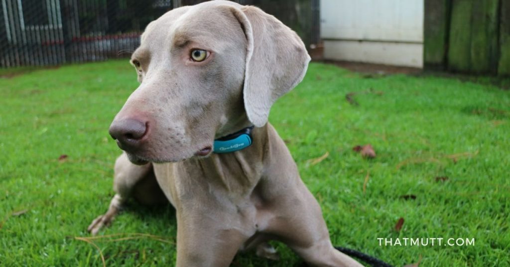 GoodBoy bark collar review