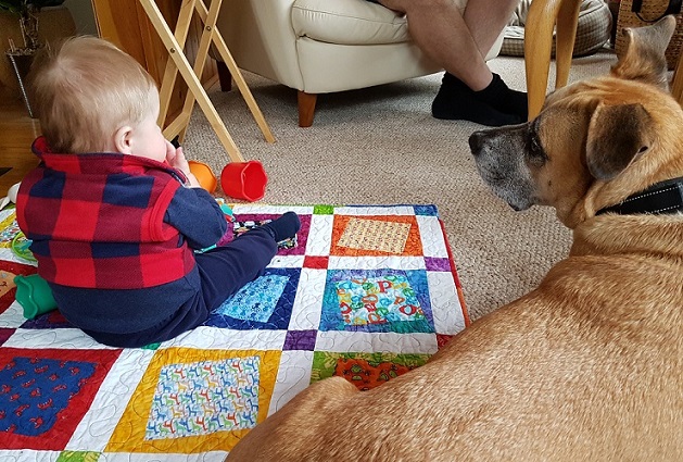 Baxter and our nephew - Tips on how to prepare your dog for a baby