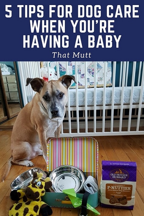 Care for your dog when you're having a baby
