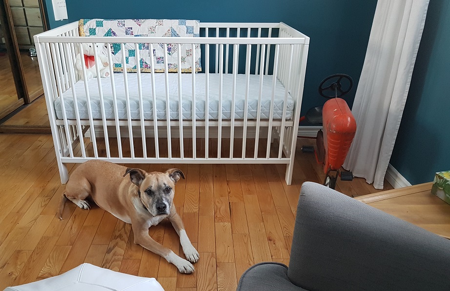 Dogs and babies, prepping your dog in advance