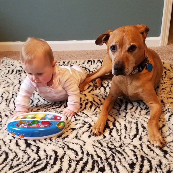 Preparing your dog for a baby