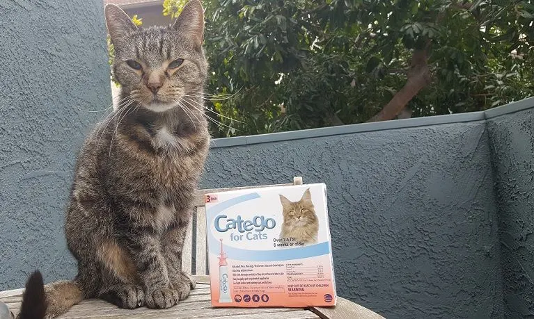 Catego for Cats