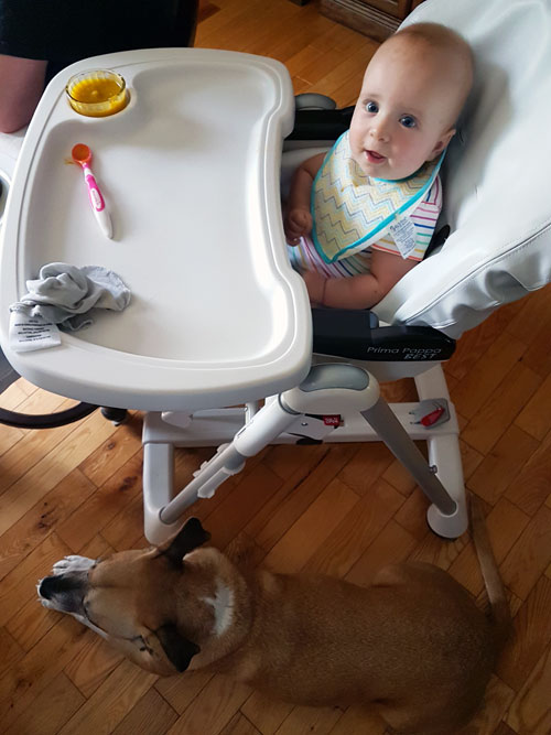 Baxter sitting under the baby's highchair - How to stop your dog's begging