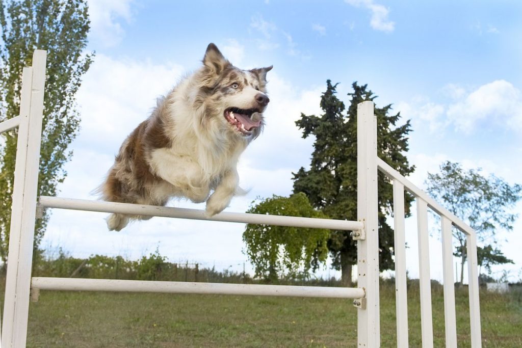 Dog agility training - dog doing a jump