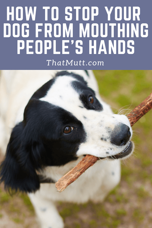 How to stop your adult dog from mouthing people's hands #dogtraining #dogs #spaniels #puppytraining