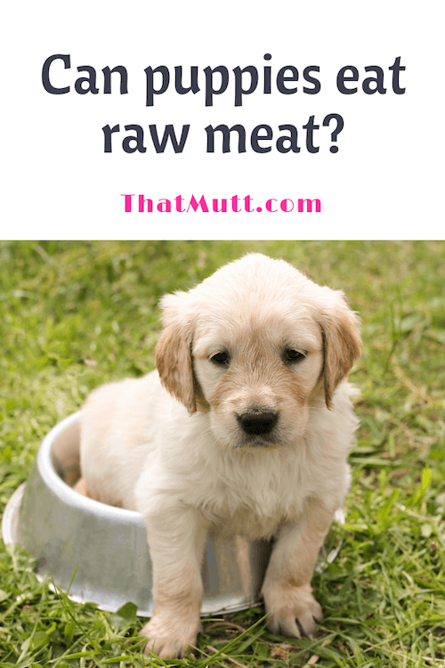 Raw food for puppies