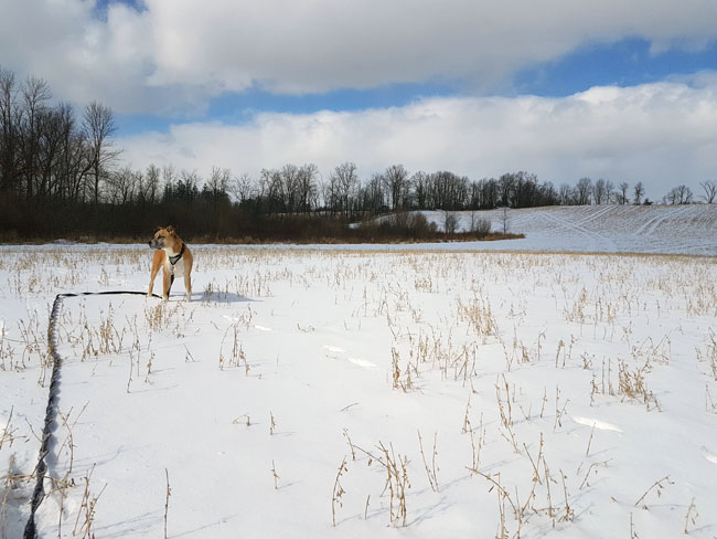 Dog in a snowy field