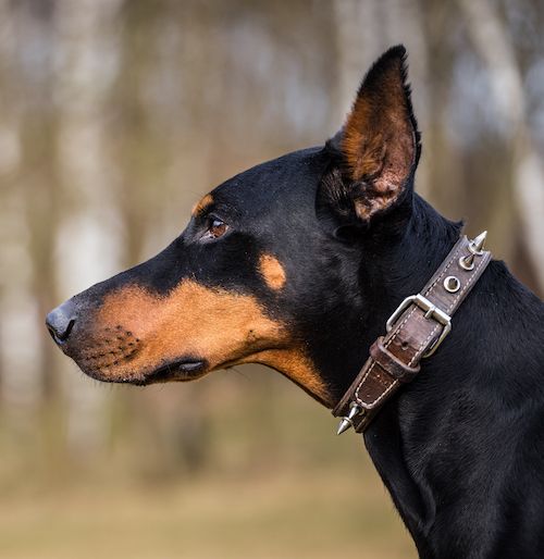 Best dogs for running - doberman