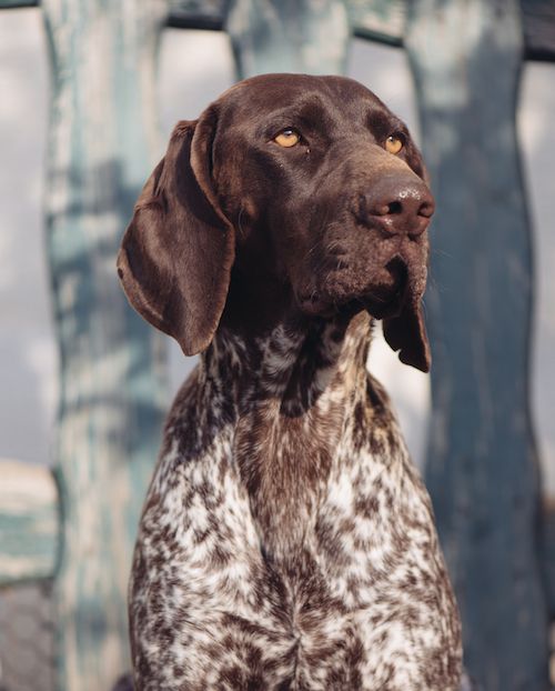 German shorthair pointer - best breeds for running