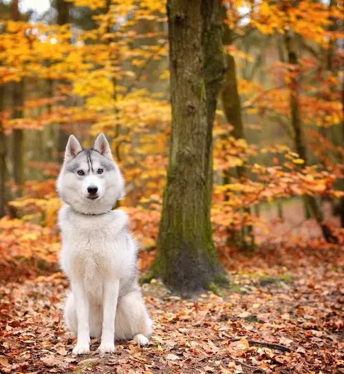 Husky dogs make great runners!