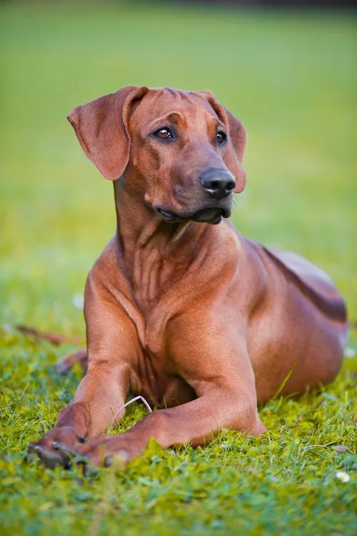 Rhodesian ridgeback dog as running buddy