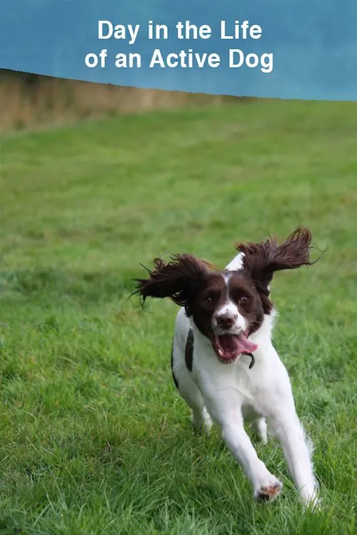 How to keep an active dog busy