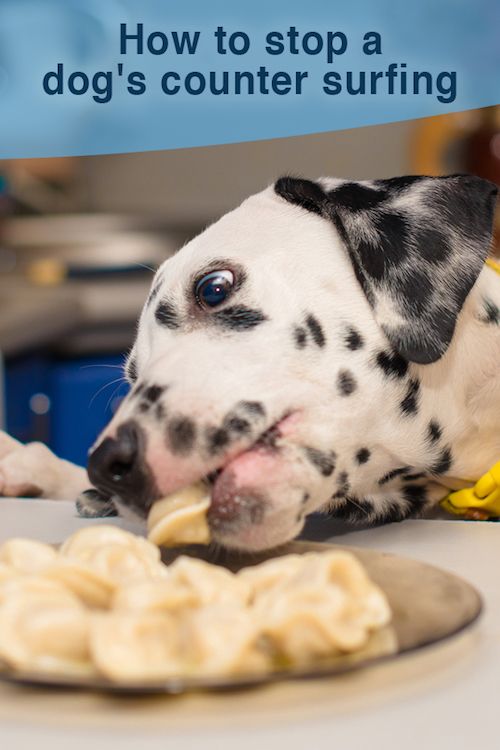 how to stop a dog from counter surfing