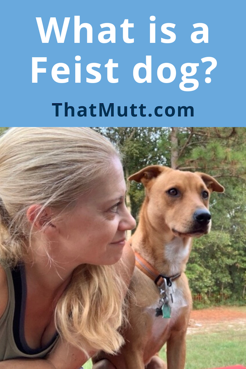 What is a feist dog