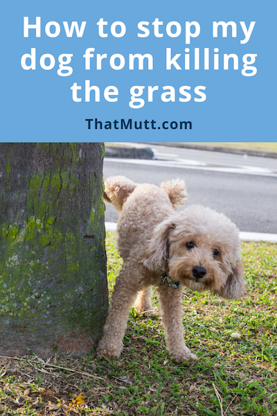 Prevent pet urine from killing grass