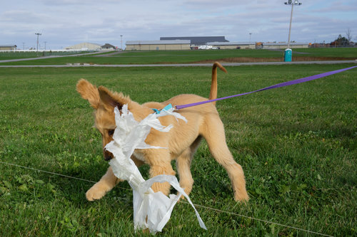 Training your puppy for lure coursing