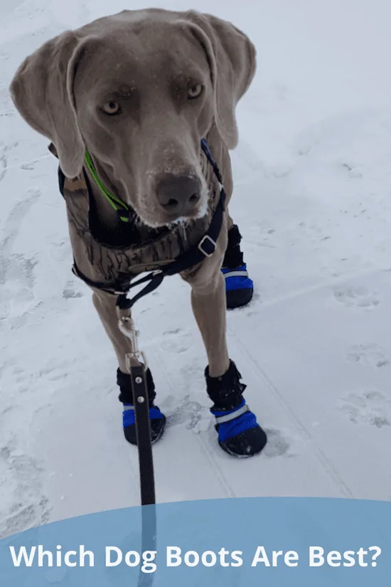 Mukluks dog boots best sale