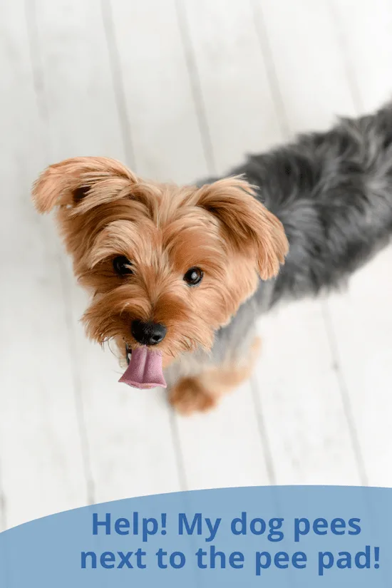 How to train your puppy to pee on a pad best sale