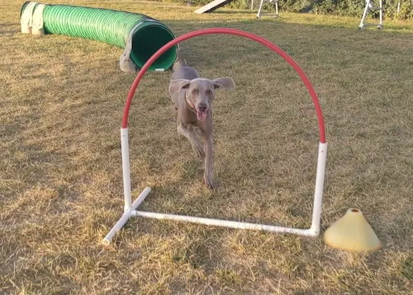 Hoops are safe to introduce to puppies in agility