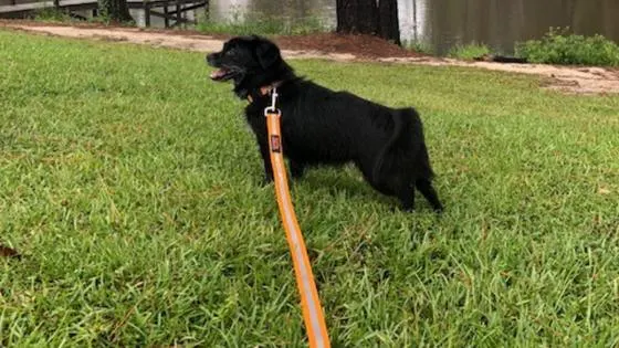 small black dog on leash standing in the grass