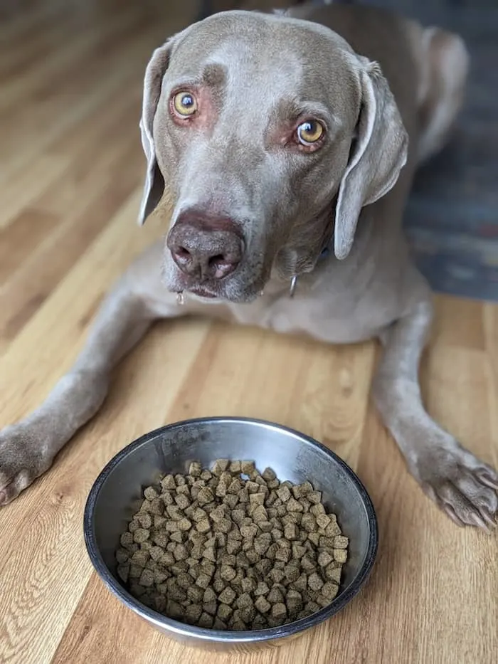 Grain free dog food bad for heart hotsell